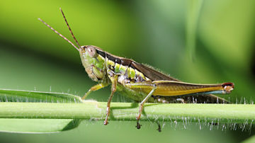 Wallpaper thumb: Grasshopper (Bermius brachycerus)